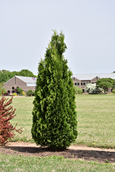 North Pole Arborvitae (Thuja occidentalis 'Art Boe') at Canadale Nurseries