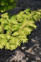 Amber Glow Dawn Redwood (Metasequoia glyptostroboides 'WAH-08AG') at Canadale Nurseries