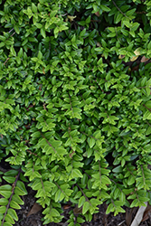 Thunderbolt Box Honeysuckle (Lonicera nitida 'Golden Glow') at Canadale Nurseries