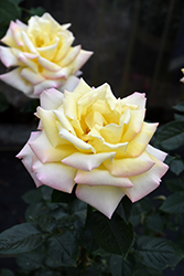 Peace Rose (Rosa 'Peace') at Canadale Nurseries