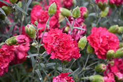 Fruit Punch Cranberry Cocktail Pinks (Dianthus 'Cranberry Cocktail') at Canadale Nurseries