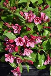 Snippet Dark Pink Reblooming Weigela (Weigela florida 'VUKOZLyra') at Canadale Nurseries