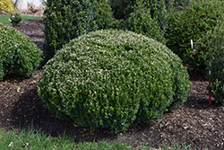 Sprinter Boxwood (Buxus microphylla 'Bulthouse') at Canadale Nurseries