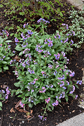 Pretty In Pink Lungwort (Pulmonaria 'Pretty In Pink') at Canadale Nurseries