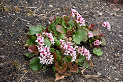 Fairytale Romance Bergenia (Bergenia 'Fairytale Romance') at Canadale Nurseries