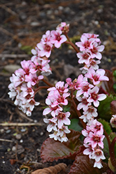 Fairytale Romance Bergenia (Bergenia 'Fairytale Romance') at Canadale Nurseries