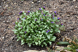 Spot On Lungwort (Pulmonaria 'Spot On') at Canadale Nurseries