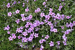 Eye Shadow Creeping Phlox (Phlox subulata 'Eye Shadow') at Canadale Nurseries