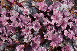 Smoke and Mirrors Coral Bells (Heuchera 'Smoke And Mirrors') at Canadale Nurseries