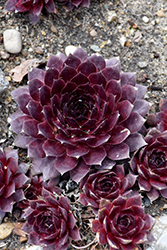 Peggy Hens And Chicks (Sempervivum 'Peggy') at Canadale Nurseries