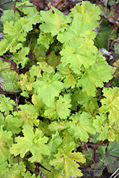 Dressed Up Ball Gown Coral Bells (Heuchera 'Ball Gown') at Canadale Nurseries