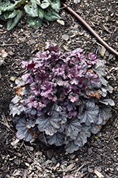 Smoke and Mirrors Coral Bells (Heuchera 'Smoke And Mirrors') at Canadale Nurseries