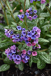 Pretty In Pink Lungwort (Pulmonaria 'Pretty In Pink') at Canadale Nurseries