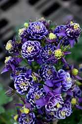 Winky Double Dark Blue And White Columbine (Aquilegia 'Winky Double Dark Blue And White') at Canadale Nurseries