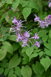 Lilafee Bishop's Hat (Epimedium grandiflorum 'Lilafee') at Canadale Nurseries