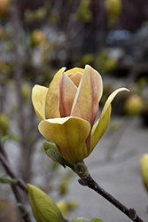 Sunsation Magnolia (Magnolia 'Sunsation') at Canadale Nurseries