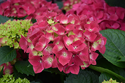 Cherry-Go-Round Hydrangea (Hydrangea macrophylla 'Hokomaburloc') at Canadale Nurseries