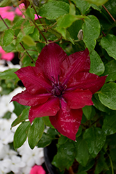 Boulevard Nubia Clematis (Clematis 'Evipo079') at Canadale Nurseries