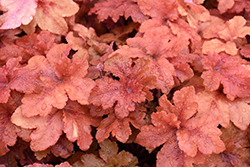 Peachberry Ice Coral Bells (Heuchera 'Peachberry Ice') at Canadale Nurseries