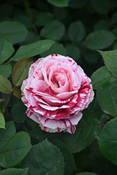 Scentimental Rose (Rosa 'Scentimental') at Canadale Nurseries