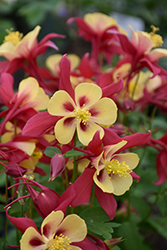 Earlybird Red and Yellow Columbine (Aquilegia 'Earlybird Red And Yellow') at Canadale Nurseries