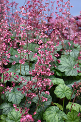 Berry Timeless Coral Bells (Heuchera 'Berry Timeless') at Canadale Nurseries