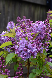Scentara Double Blue Lilac (Syringa x hyacinthiflora 'SMNSHBBL') at Canadale Nurseries