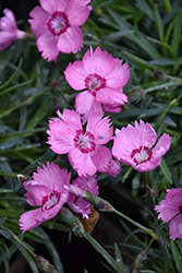 Mountain Frost Pink Twinkle Pinks (Dianthus 'KonD1060K3') at Canadale Nurseries