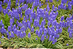 Grape Hyacinth (Muscari armeniacum) at Canadale Nurseries