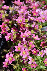 Lofty Pink Shades Saxifrage (Saxifraga x arendsii 'Lofty Pink Shades') at Canadale Nurseries