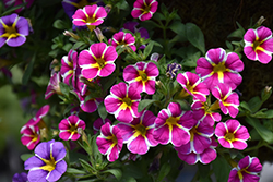 Superbells Rising Star Calibrachoa (Calibrachoa 'KLECA16006') at Canadale Nurseries