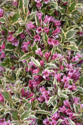 My Monet Purple Effect Weigela (Weigela florida 'Verweig8') at Canadale Nurseries
