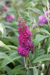 Miss Ruby Butterfly Bush (Buddleia davidii 'Miss Ruby') at Canadale Nurseries