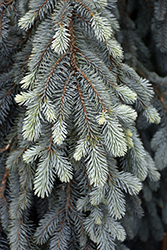 The Blues Colorado Blue Spruce (Picea pungens 'The Blues') at Canadale Nurseries