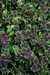 Atropurpureum Black-Leaved Clover (Trifolium repens 'Atropurpureum') at Canadale Nurseries