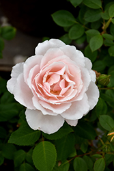 Belinda's Blush Rose (Rosa 'Belinda's Blush') at Canadale Nurseries