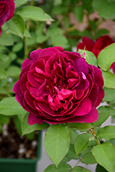 Darcey Bussell Rose (Rosa 'Darcey Bussell') at Canadale Nurseries