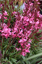 Belleza Dark Pink Gaura (Gaura lindheimeri 'KLEAU04263') at Canadale Nurseries