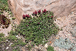 Marian Sampson Scarlet Monardella (Monardella macrantha 'Marian Sampson') at Canadale Nurseries