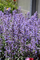Cat's Meow Catmint (Nepeta x faassenii 'Cat's Meow') at Canadale Nurseries