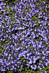 Turkish Speedwell (Veronica liwanensis) at Canadale Nurseries