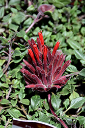 Marian Sampson Scarlet Monardella (Monardella macrantha 'Marian Sampson') at Canadale Nurseries