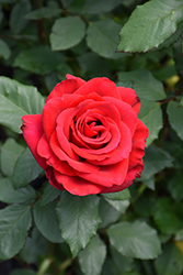 Olympiad Rose (Rosa 'Olympiad') at Canadale Nurseries