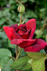Oklahoma Rose (Rosa 'Oklahoma') at Canadale Nurseries