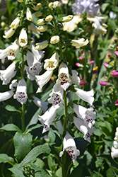 Dalmatian White Foxglove (Digitalis purpurea 'Dalmatian White') at Canadale Nurseries