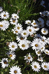 Avalanche African Daisy (Osteospermum 'Avalanche') at Canadale Nurseries