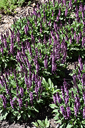 Midnight Rose Meadow Sage (Salvia nemorosa 'Midnight Rose') at Canadale Nurseries