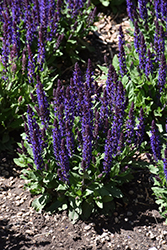 Midnight Purple Meadow Sage (Salvia nemorosa 'Midnight Purple') at Canadale Nurseries