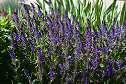 Violet Riot Sage (Salvia nemorosa 'Violet Riot') at Canadale Nurseries