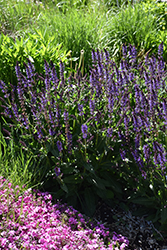 Violet Riot Sage (Salvia nemorosa 'Violet Riot') at Canadale Nurseries